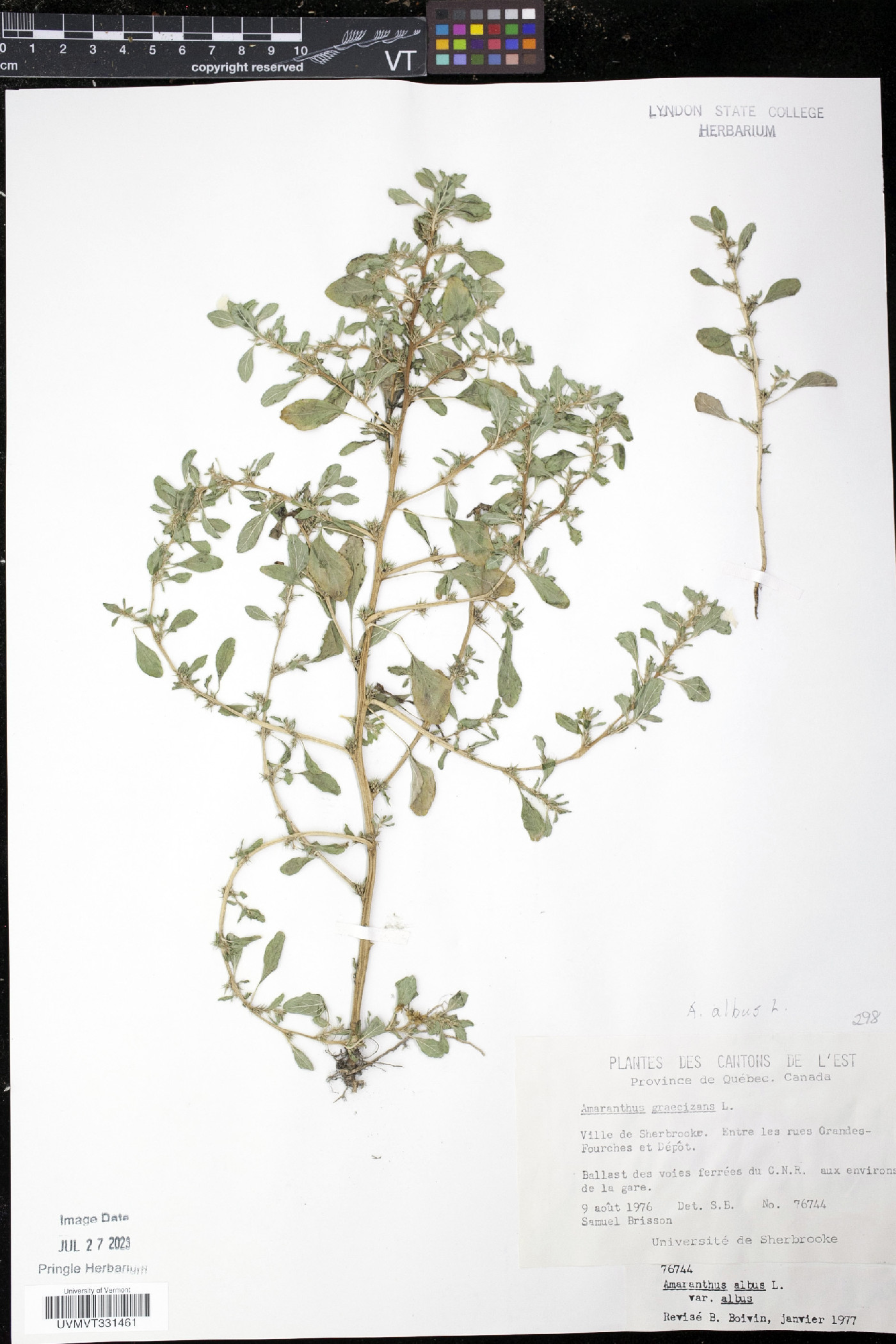 Amaranthus albus var. albus image