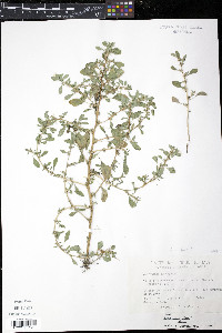 Amaranthus albus var. albus image