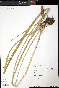 Acorus calamus image