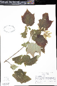 Acer spicatum image