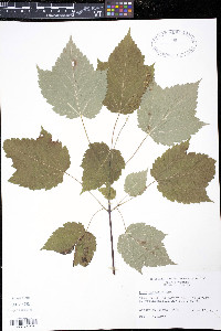 Acer spicatum image