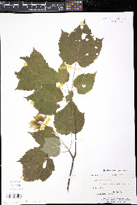 Acer spicatum image