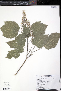 Acer spicatum image