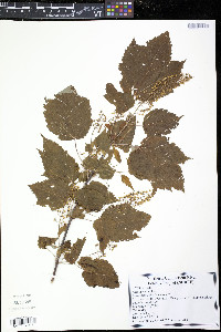 Acer spicatum image