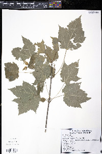 Acer spicatum image