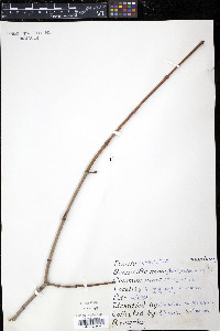 Acer platanoides image