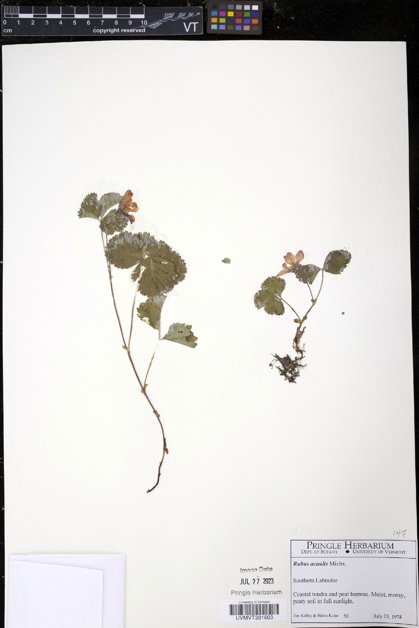 Rubus acaulis image