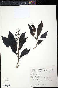 Miconia poeppigii image