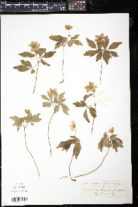 Anemone quinquefolia image