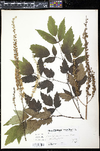 Actaea racemosa image