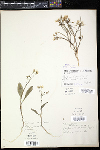 Claytonia caroliniana image