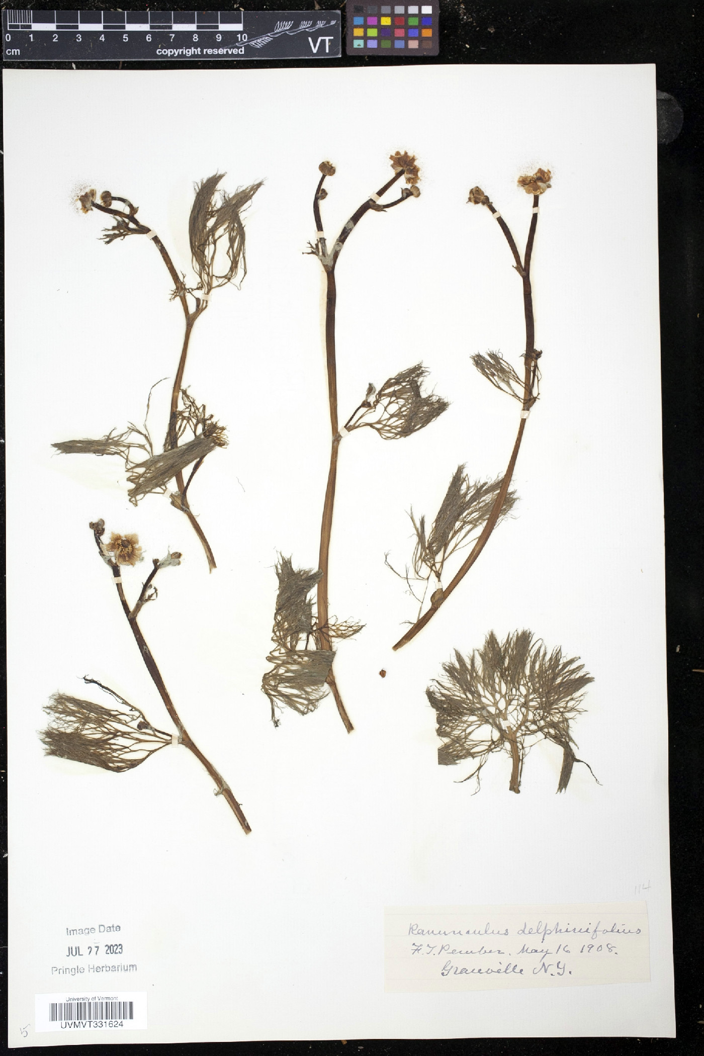 Ranunculus delphinifolius image