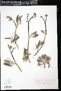 Ranunculus delphinifolius image