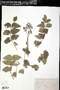 Zanthoxylum carolinianum image