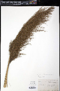 Phragmites australis image