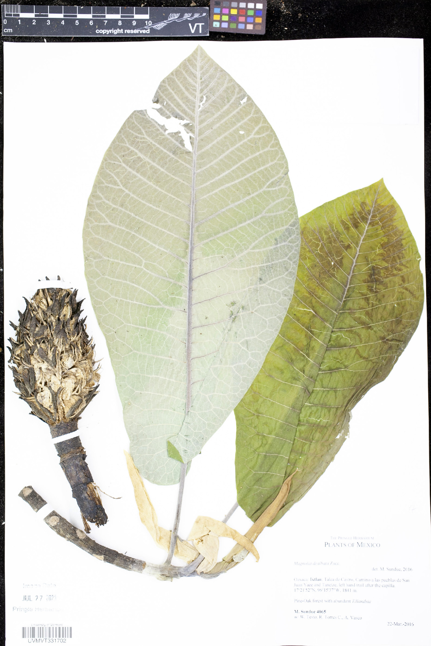 Magnolia dealbata image