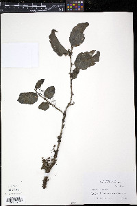 Amborella trichopoda image