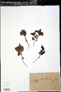 Aristolochia pallida image