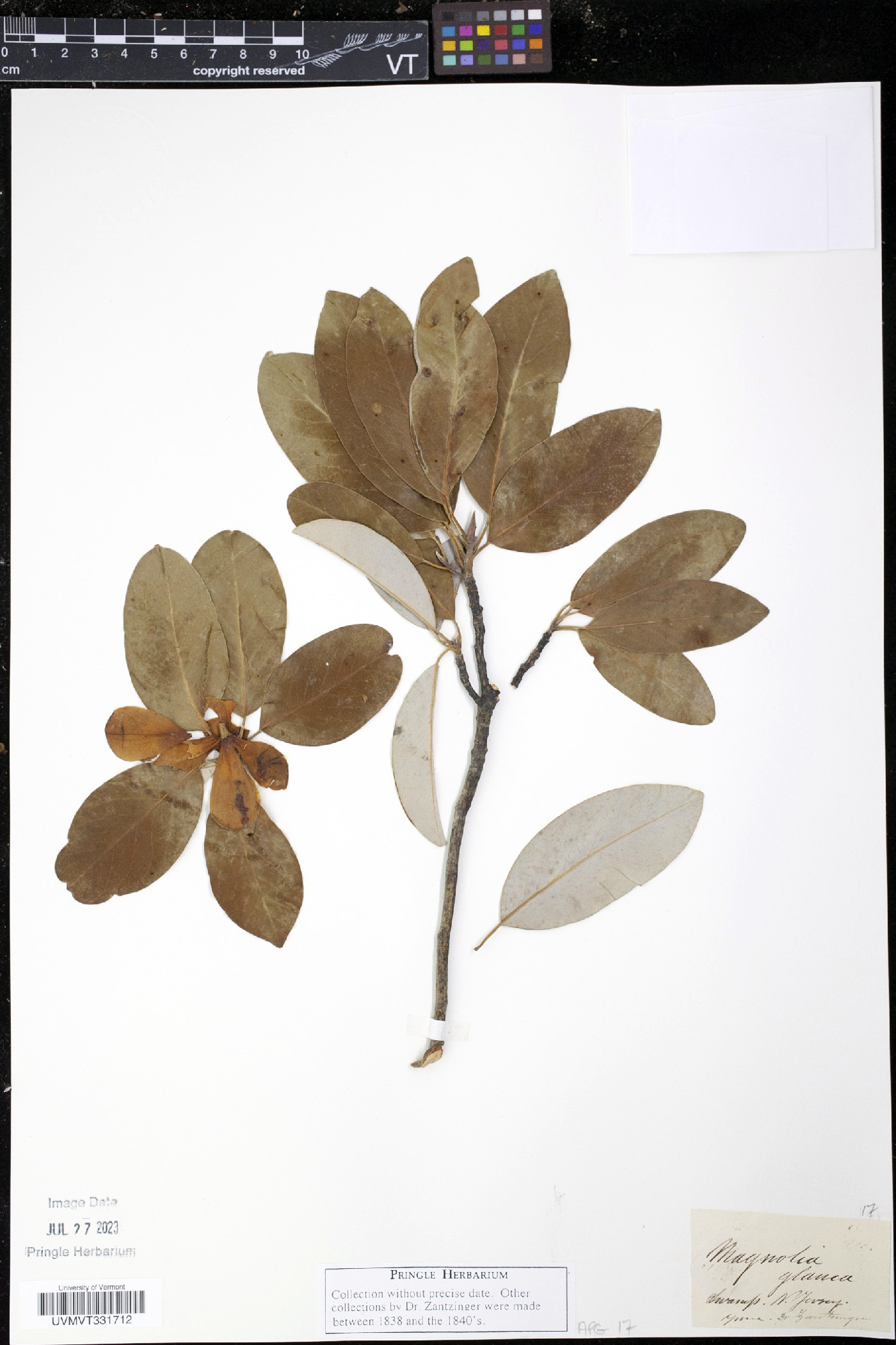 Magnolia glauca image