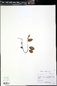 Peperomia leptostachya image