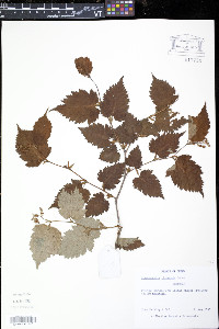 Stephanandra chinensis image
