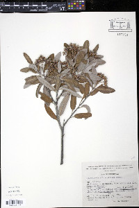 Vauquelinia australis image
