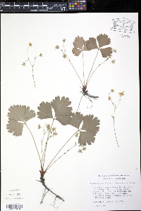 Waldsteinia fragarioides image