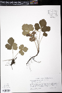 Waldsteinia lobata image