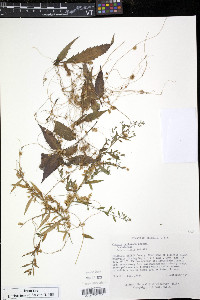 Cuscuta pentagona image