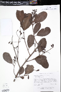 Laguncularia racemosa image