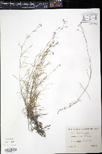 Asperula cynanchica image