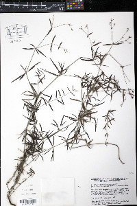Asperula tinctoria image