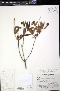 Cephalanthus glabratus image