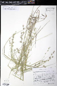 Chasmanthium nitidum image