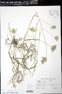 Dactyloctenium aegyptium image