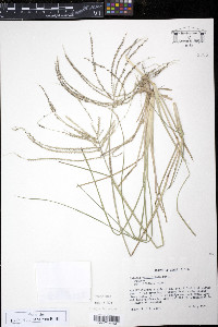 Chloris verticillata image