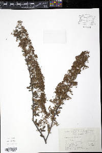 Image of Spiraea schneideriana