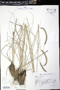 Ctenium aromaticum image