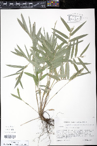 Cryptochloa strictiflora image