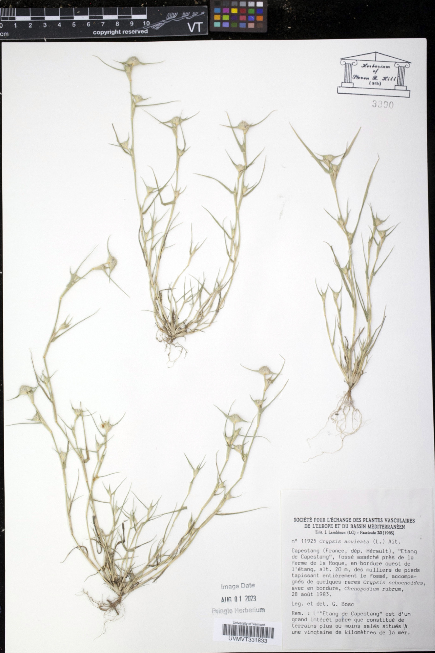 Crypsis aculeata image