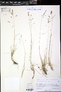 Image of Colpodium wrightii