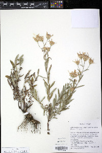 Aster ledophyllus image