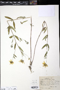 Heliomeris multiflora image