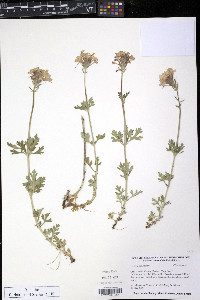 Verbena canadensis image