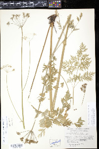 Ligusticum canbyi image