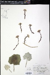 Tussilago farfara image