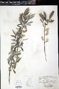 Salix sericea image