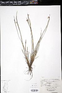 Sisyrinchium montanum image