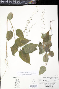 Circaea canadensis image