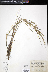 Carex lasiocarpa image